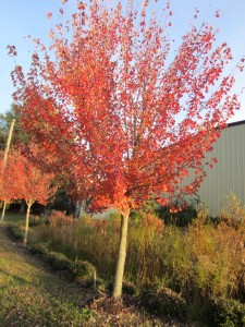 Fall Foliage