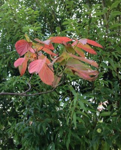 Fall Leaf